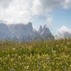 Seiser Alm: Blütenzauber vor dem Schlern