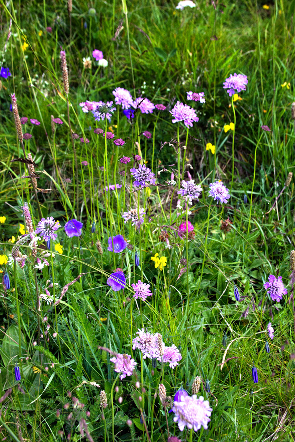 Seiser Alm Blumen1