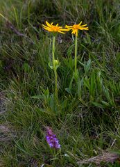 Seiser Alm Blumen2