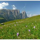 Seiser Alm im Frühling