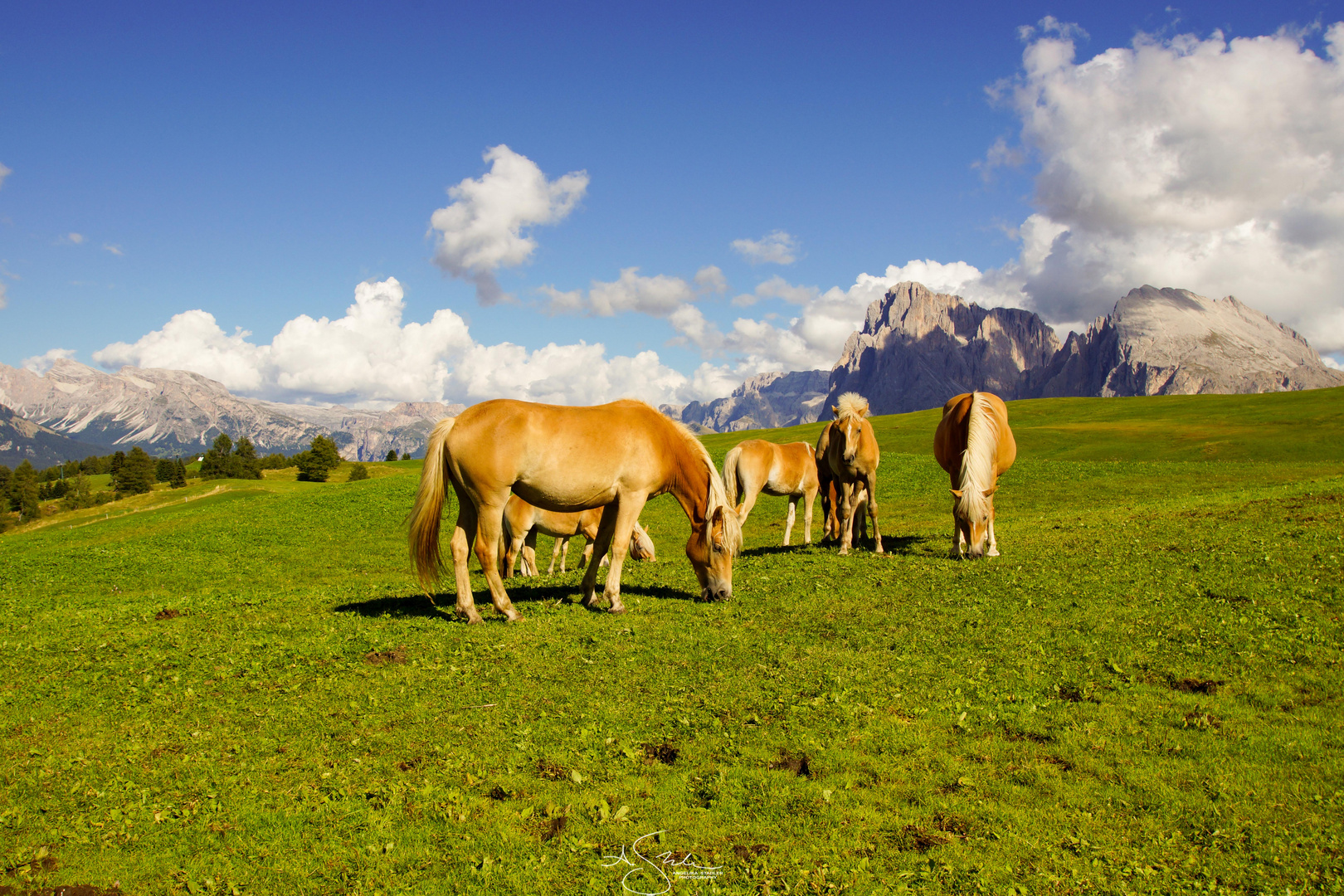 Seiser Alm mit Pferden