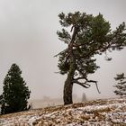 Seiser Alm - schiefer Baum