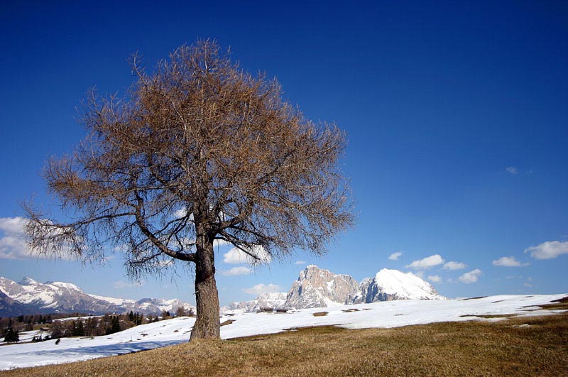 Seiser Alm - Südtirol