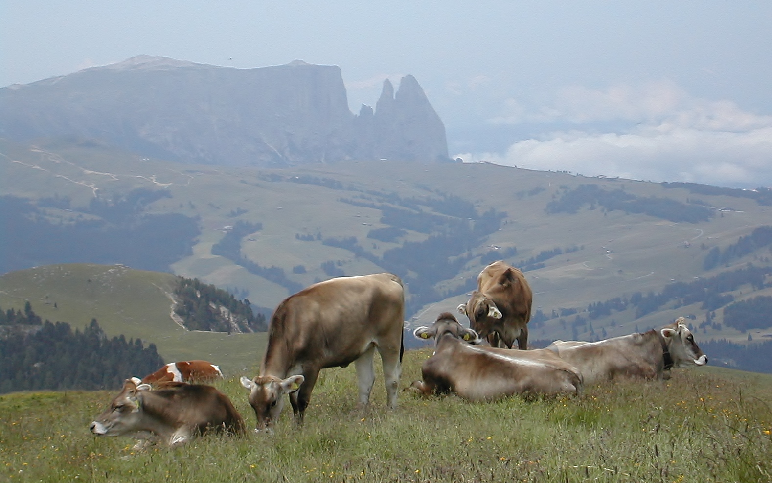 Seiser Alm und Schlern