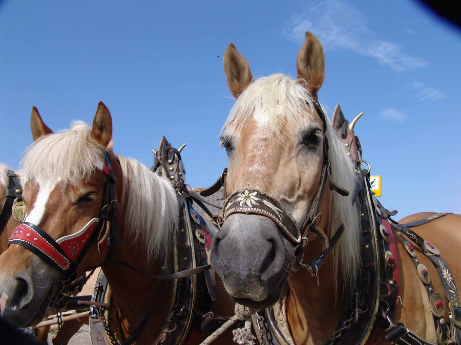 Seiseralm Haflinger im stetigen Einsatz