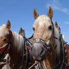 Seiseralm Haflinger im stetigen Einsatz