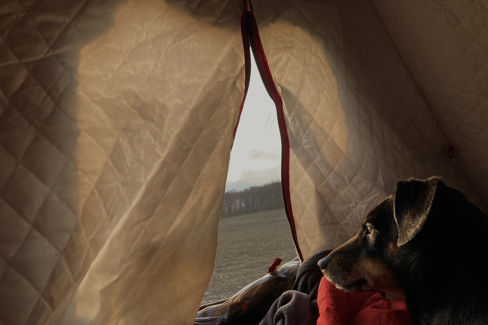 Seit 21:00 in Baumgruppe: Hund wartet Ende der Ausgangsbeschränkung für Eichhörnchen ab.