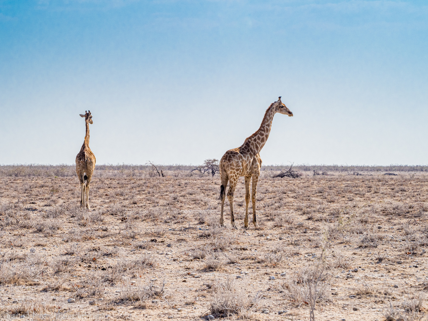 Seit 3 Jahren kein signifikanter Regen: Giraffen im Etosha National Park