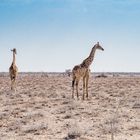 Seit 3 Jahren kein signifikanter Regen: Giraffen im Etosha National Park