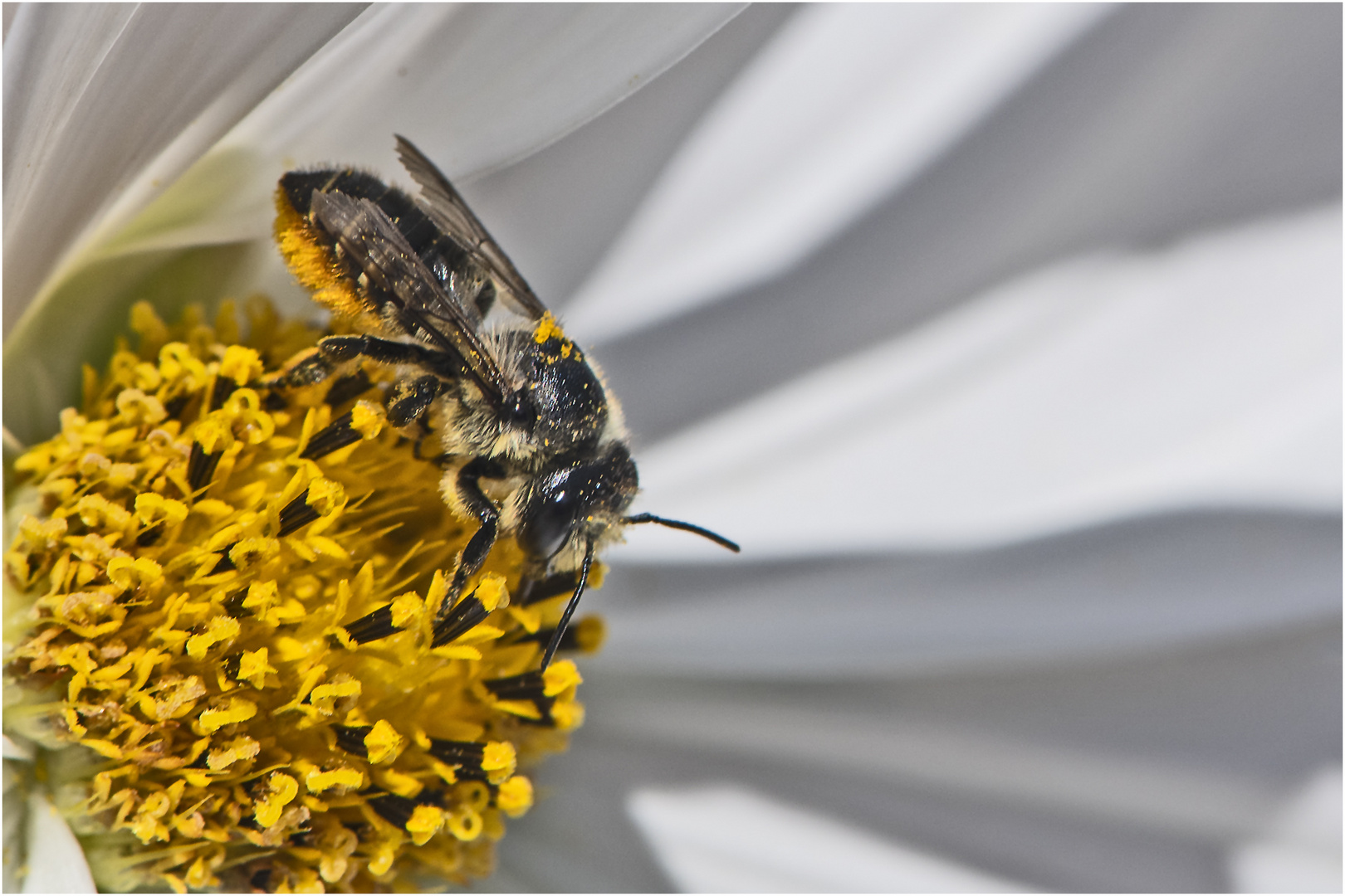  Seit ein paar Tagen sehe ich wieder Wildbienen in . . .