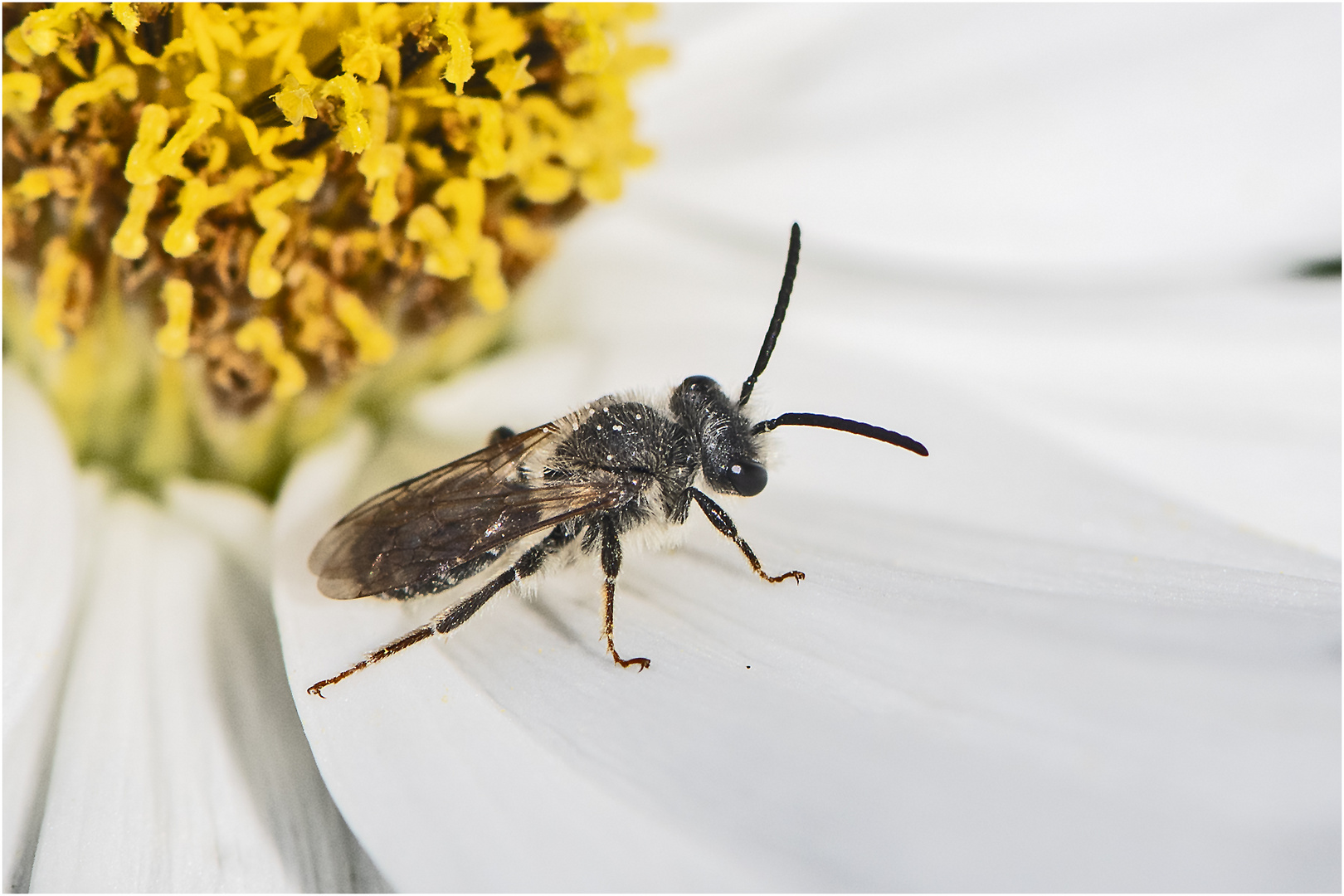 Seit ein paar Tagen sehe ich wieder Wildbienen in . . .