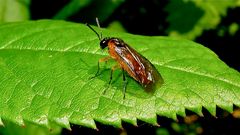 Seit gestern fliegen diese unter 1 cm großen Blattwespen . . .