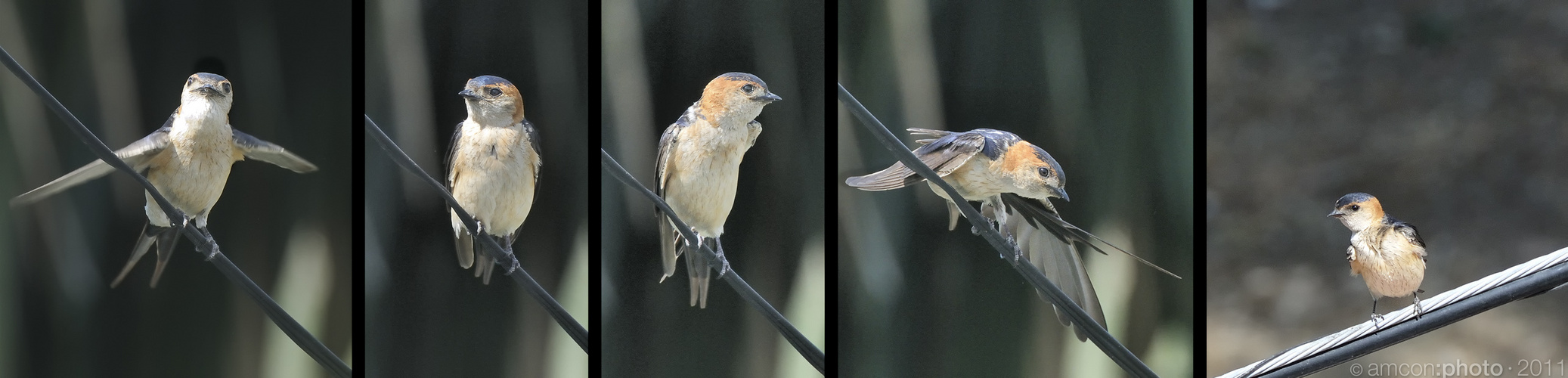 Seit heute Morgen erst fliegen die kleinen Schwalben um das Haus . Ein schöner Sommeranfang !