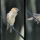 Seit heute Morgen erst fliegen die kleinen Schwalben um das Haus . Ein schöner Sommeranfang !