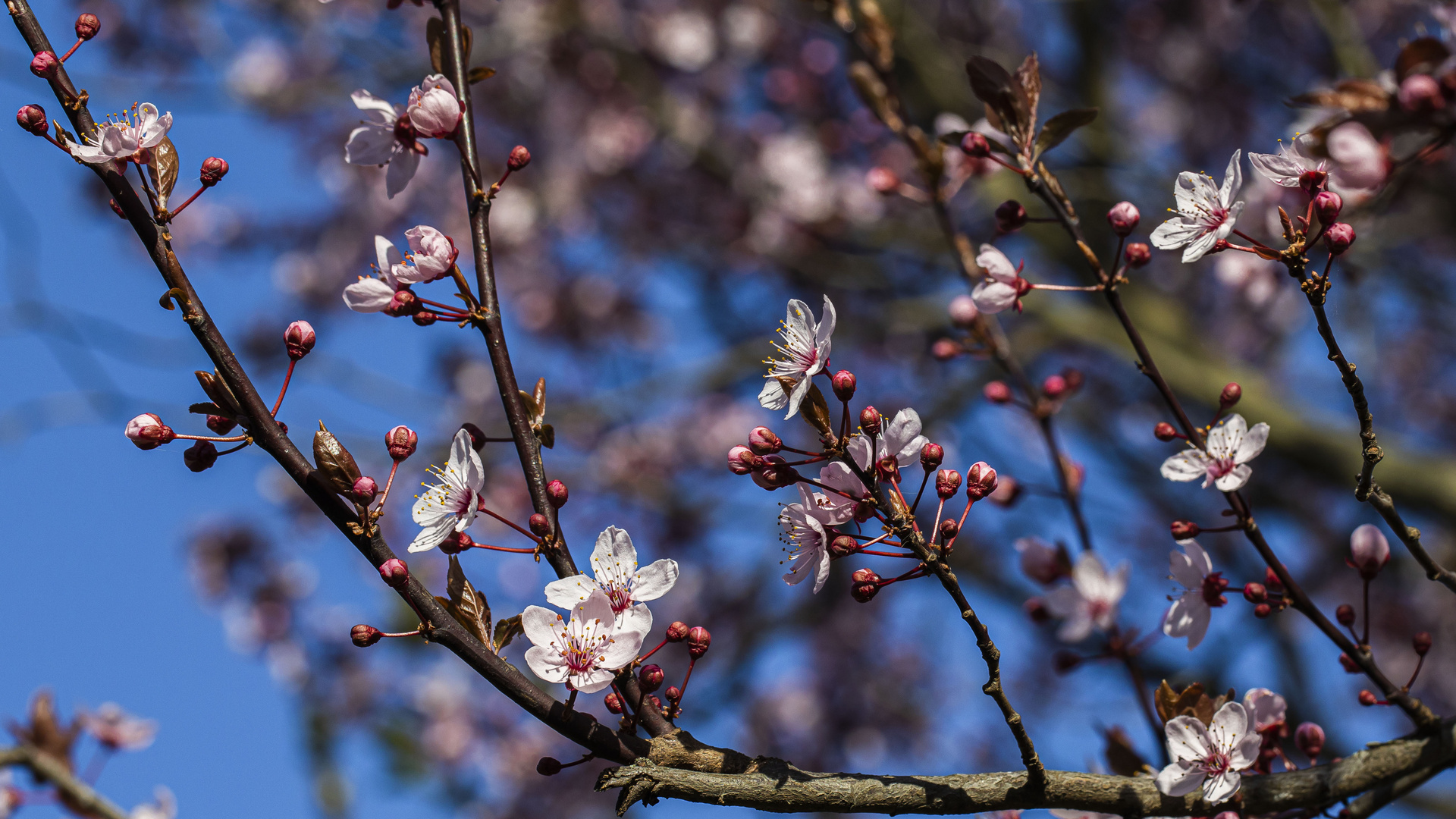 SEIT HEUTE SIND DIE ERSTEN BLÜTEN OFFEN