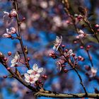 SEIT HEUTE SIND DIE ERSTEN BLÜTEN OFFEN