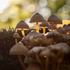 seit wann können Pilze leuchten?
