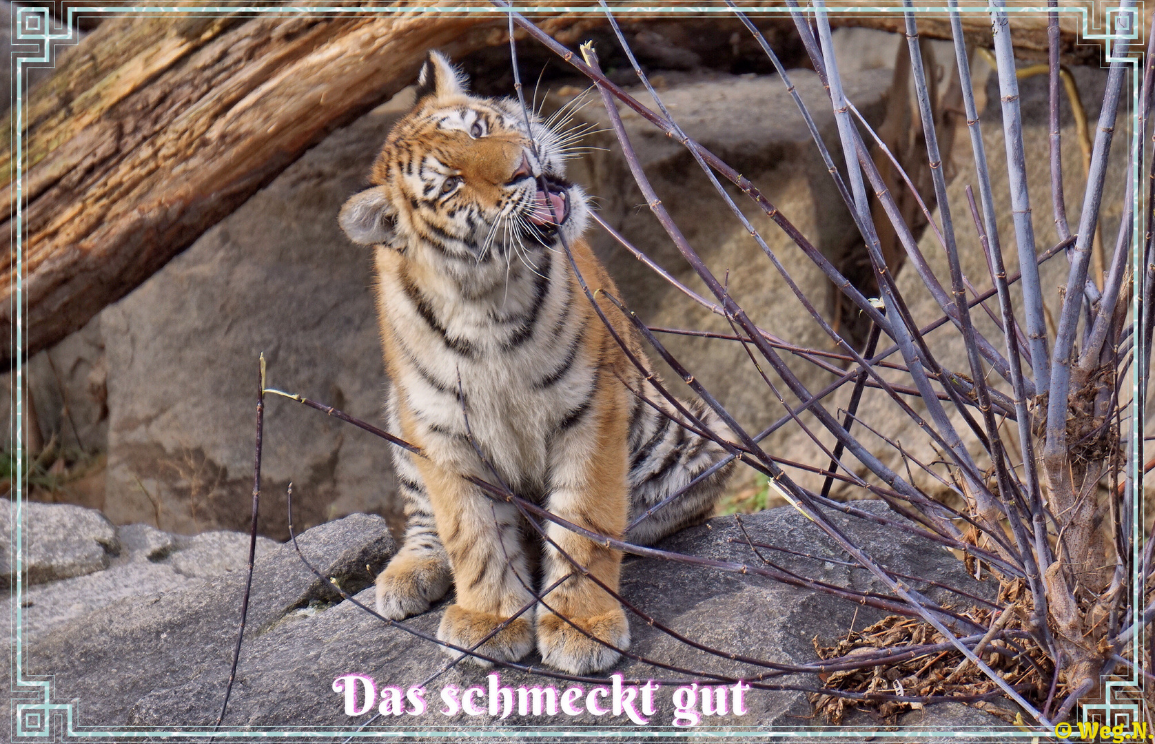 Seit wann sind Tiger vegetarier ?