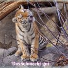 Seit wann sind Tiger vegetarier ?