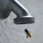 Seit wann wollen Bienen duschen?