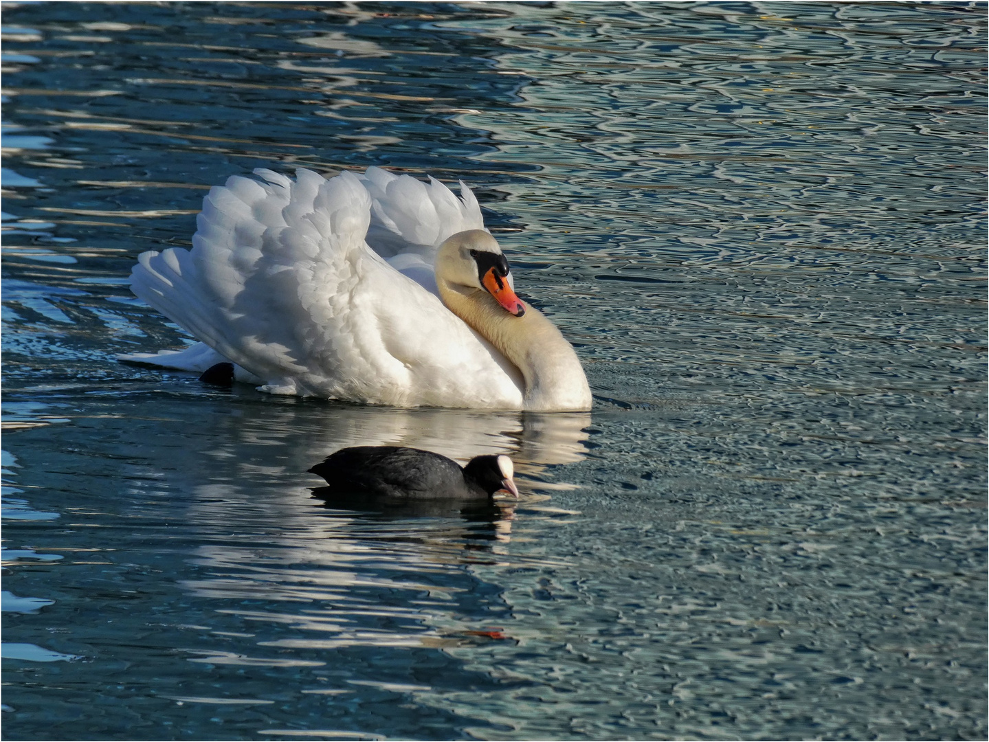 Seite an Seite Foto & Bild | natur, tiere, vögel Bilder auf fotocommunity