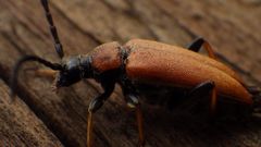 Seiten ansicht von einem Bockkäfer