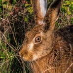 "SEITEN PORTÄT - HASE"