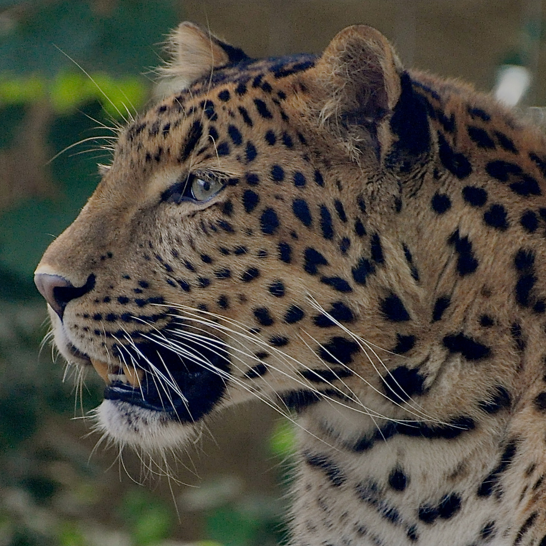 Seiten Portrait