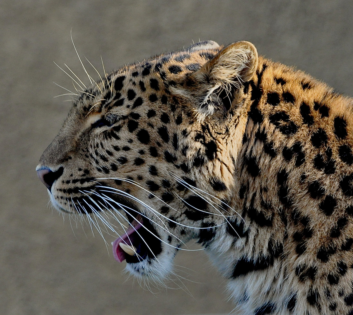Seiten Profil Chinesicher Leopard