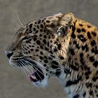 Seiten Profil Chinesicher Leopard