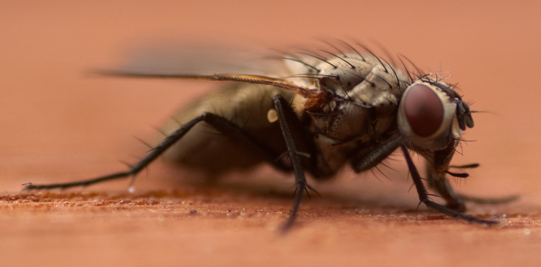 Seitenansicht einer Fliege