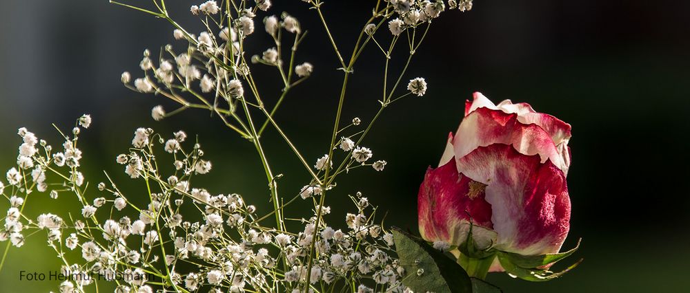 SEITENANSICHT EINER ROSE