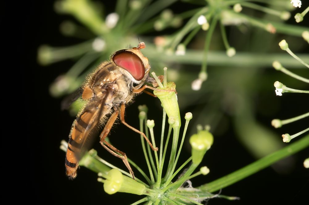 Seitenansicht einer Schwebfliege