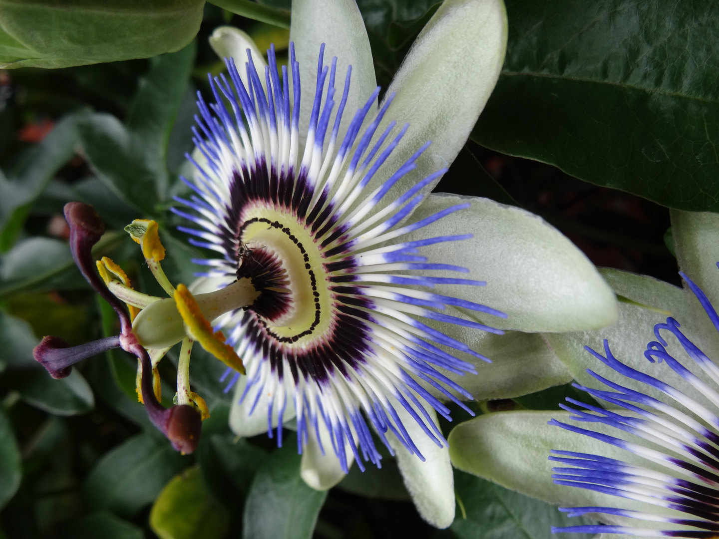 Seitenansicht Passionsblume (Passiflora)