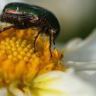 Seitenansicht Rosenkäfer (Cetoniinae) auf weißer Päonien Dahlie (Dahlia)