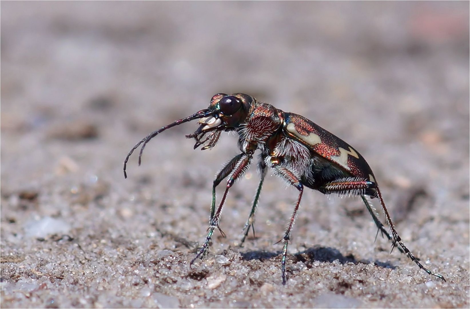 Seitenansicht Sandlaufkäfer -Kupferbrauner Sandlaufkäfer (Cicindela hybrida) -