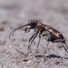 Seitenansicht Sandlaufkäfer -Kupferbrauner Sandlaufkäfer (Cicindela hybrida) -