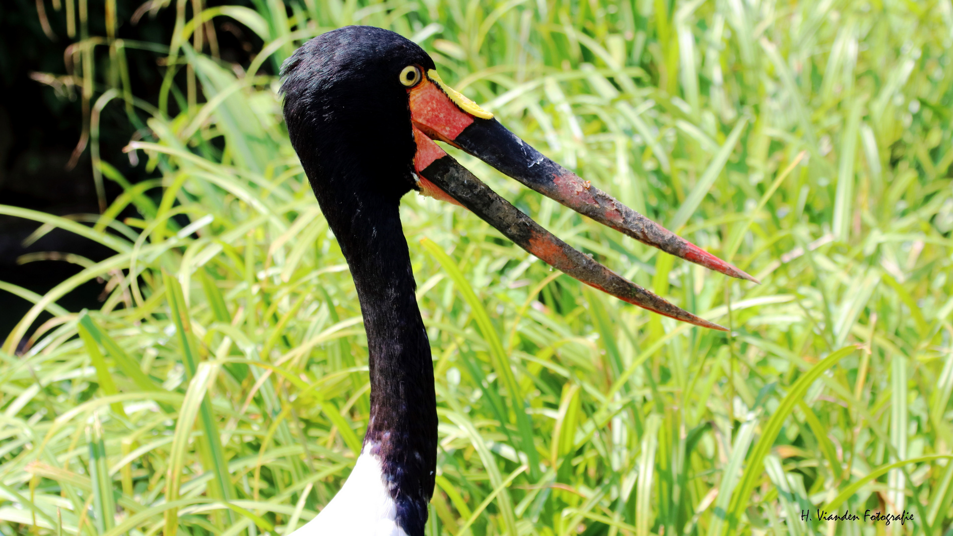 Seitenansicht Sattelstorch