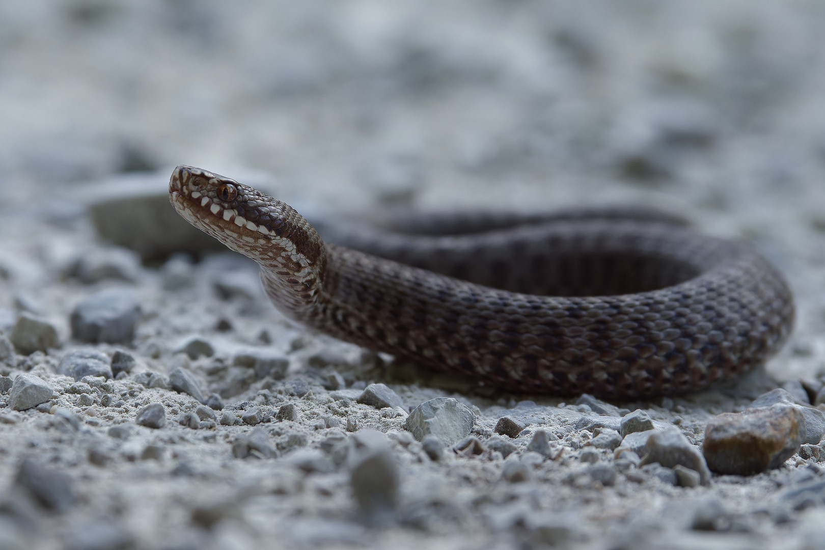 Seitenansicht von der kleinen Kreuzotter