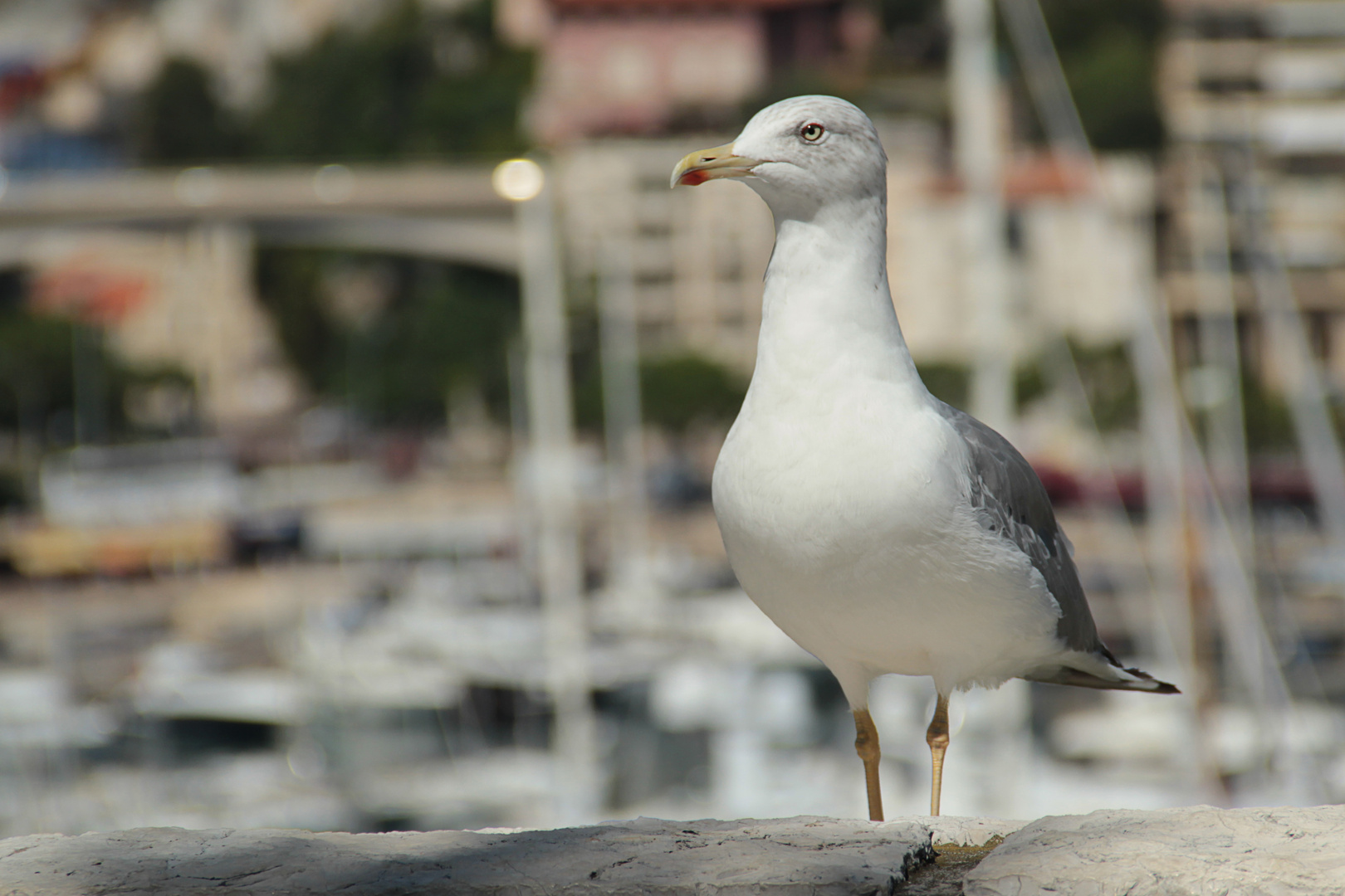 Seitenblick in Monaco