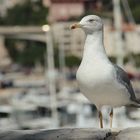 Seitenblick in Monaco