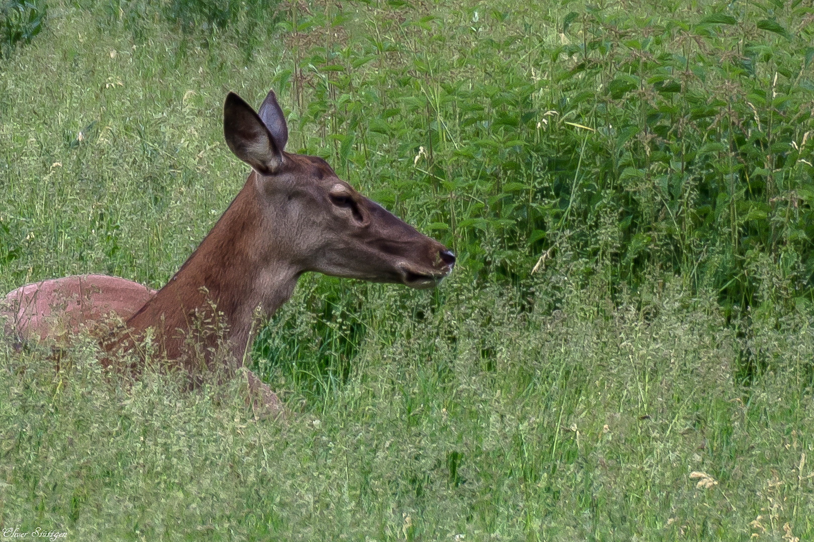 Seitenblick ins hohe Gras 