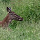 Seitenblick ins hohe Gras 