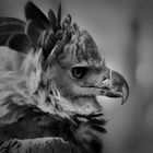 Seitenporträit einer Harpyie - Tierpark Nürnberg
