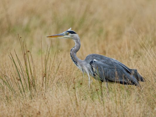 Seitenporträt im Nieselregen - Graureiher