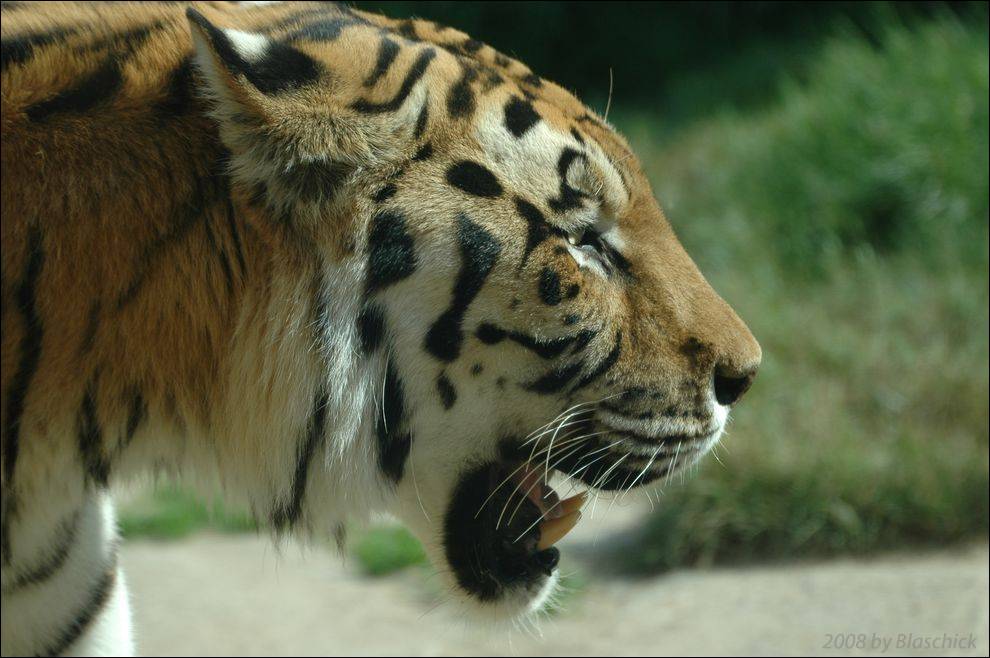 Seitenportrait eines Tigers