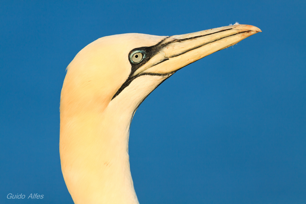 Seitenportrait