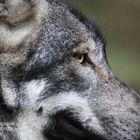 Seitenprofil des europäischen Grauwolfs