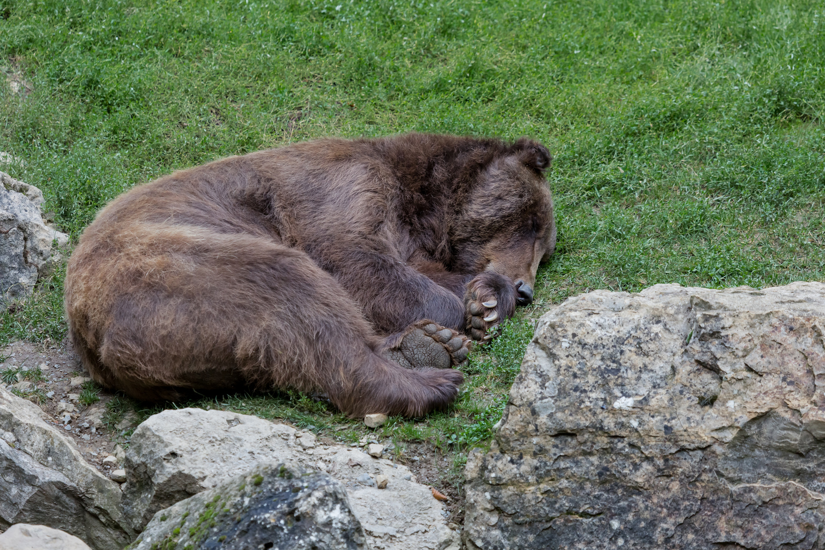 Seitenschläfer, Wildpark Bad Mergentheim