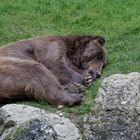 Seitenschläfer, Wildpark Bad Mergentheim